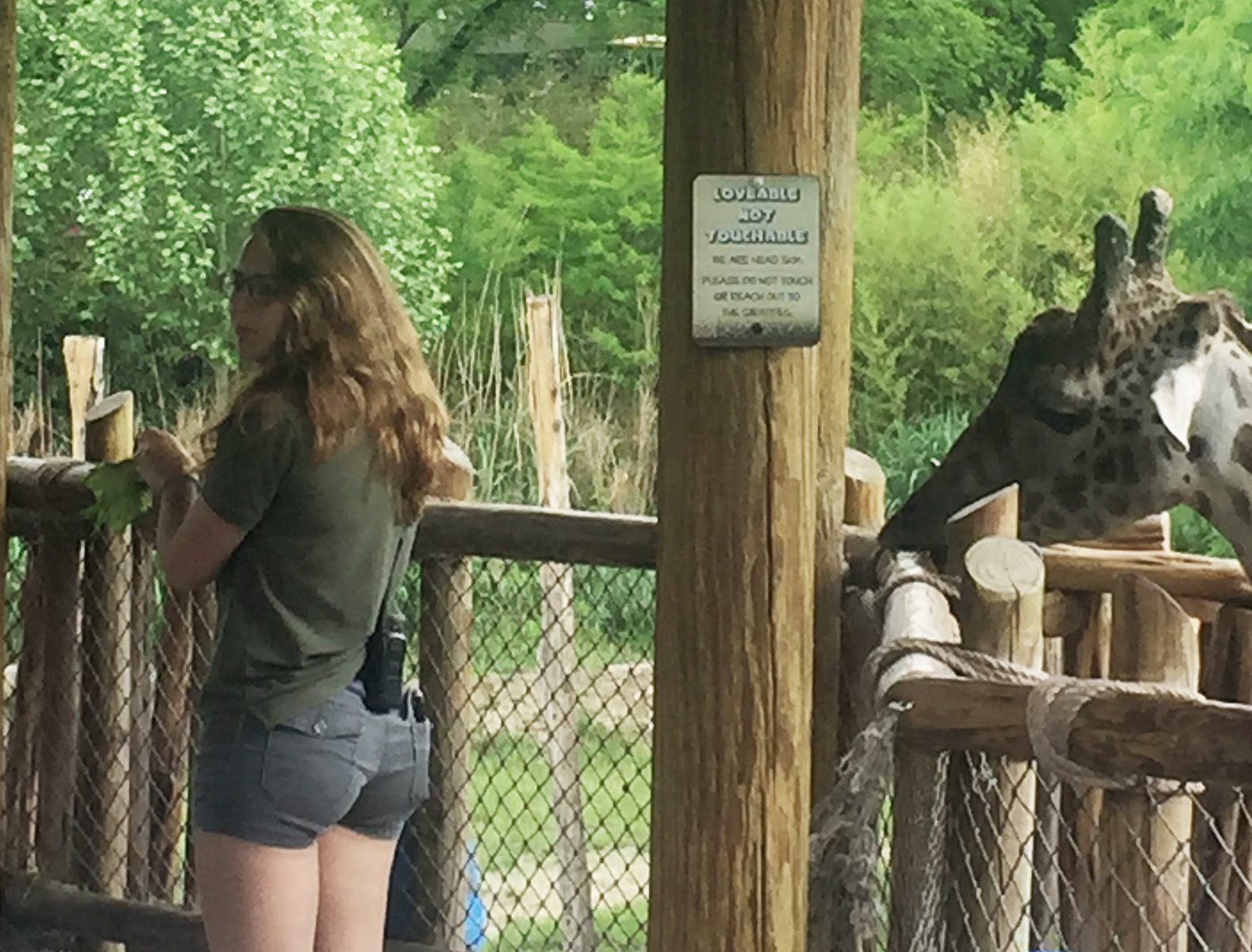 don't touch the giraffes